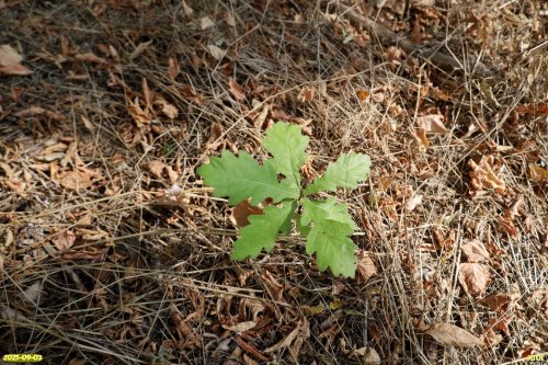 Молодой росток дуба черешчатого в перспективной ООПТ Большечелбасская роща