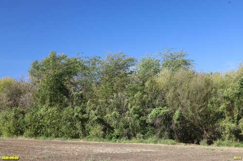 Перспективная ООПТ Большечелбасская роща