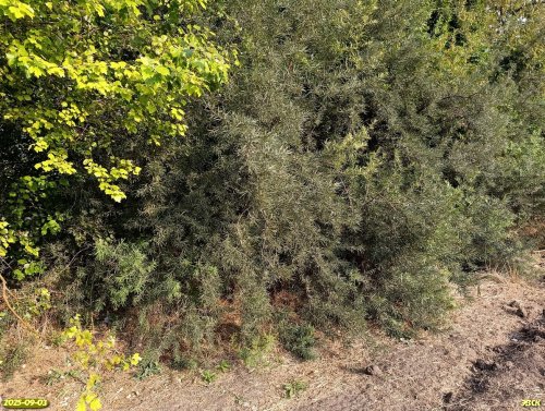 Облепиха крушиновидная в перспективной ООПТ Куртина облепихи на берегу Средней Челбаски