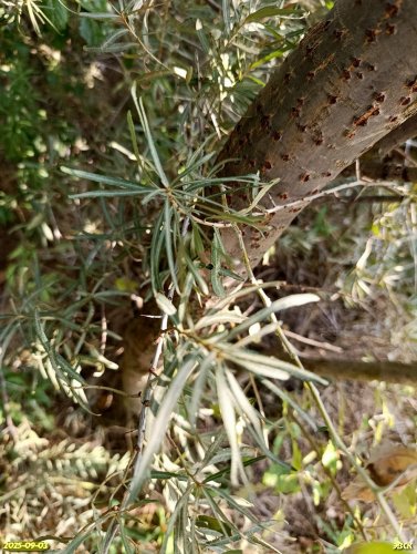 Облепиха крушиновидная в перспективной ООПТ Куртина облепихи на берегу Средней Челбаски