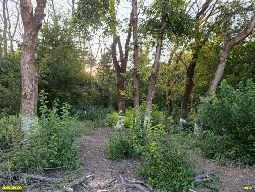 Перспективная ООПТ Среднечелбасский лес