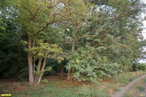 Перспективная ООПТ Дурносёловская роща