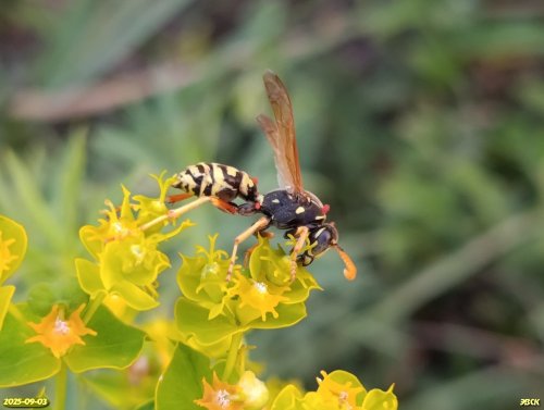 Европейская бумажная оса в перспективной ООПТ Дурносёловская роща