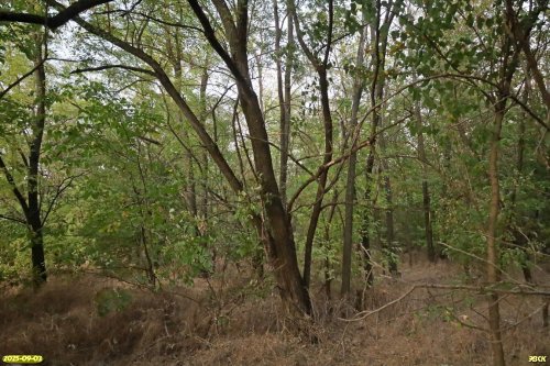 Перспективная ООПТ Восточно-Челбасская роща