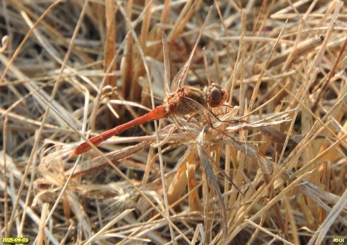 Стрекоза симпетрум южный в перспективной ООПТ Устье Полыхановой балки