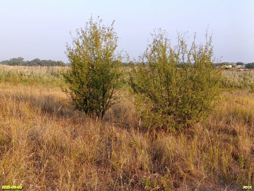 Перспективная ООПТ Устье Полыхановой балки