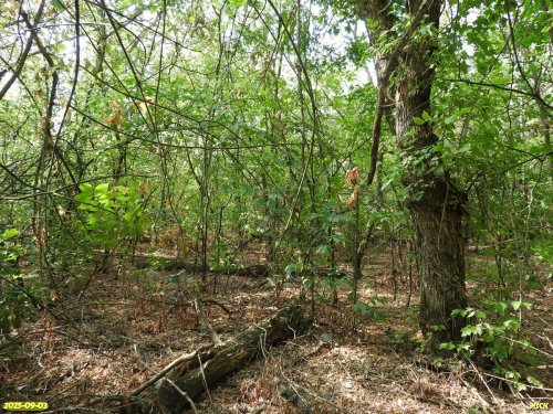 Перспективная ООПТ Красногвардейская роща