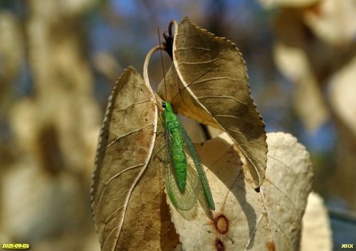 Насекомое рода Pseudomallada в перспективной ООПТ Южно-Красногвардейская роща 