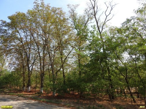 Перспективная ООПТ Южно-Красногвардейская роща 