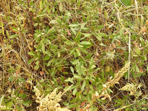 Миндаль степной в перспективной ООПТ Северо-Цегловые курганы