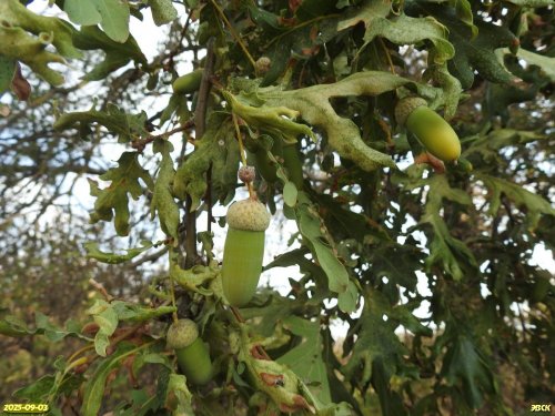 Плодоносящий дуб черешчатый в перспективной ООПТ Петруцкий дубняк Челбаса