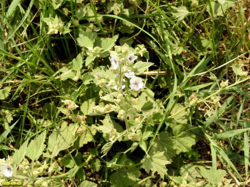 Алтей лекарственный в перспективной ООПТ Урочище Абраменково 