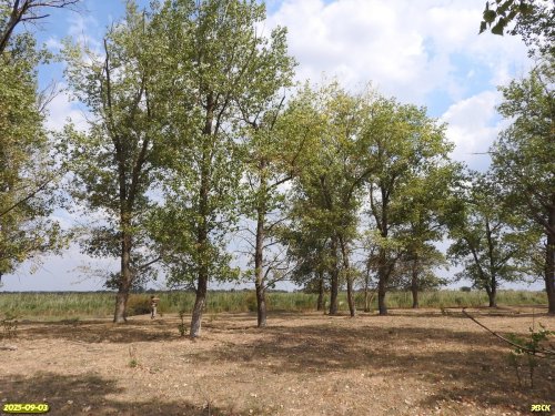 Перспективная ООПТ Большечелбасская тополёвая роща