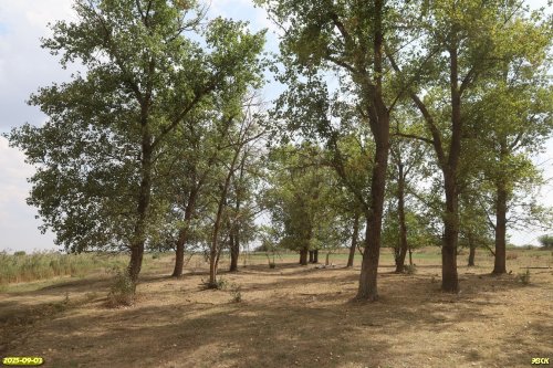 Перспективная ООПТ Большечелбасская тополёвая роща