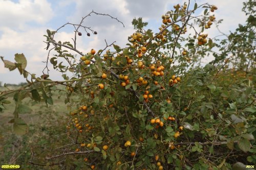 Шиповник в перспективной ООПТ Большечелбасская тополёвая роща