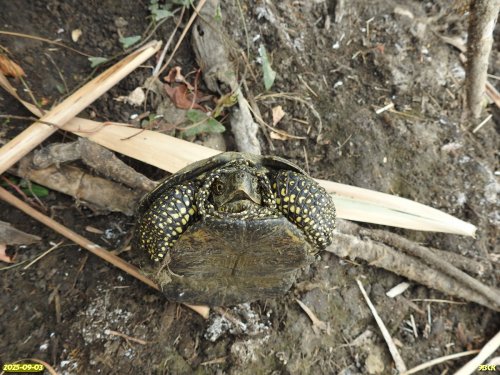 Европейская болотная черепаха в перспективной ООПТ Причелбасское озеро