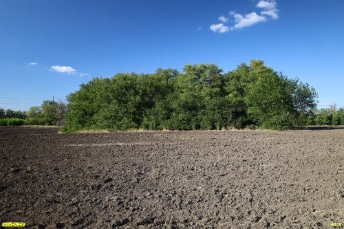 Перспективная ООПТ Колок у фермы №4