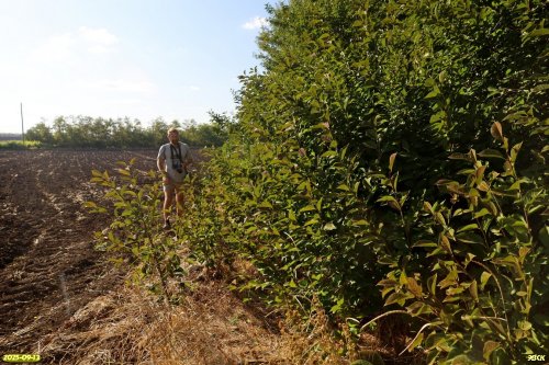 Исследователь Д.Матвеев на обследовании перспективной ООПТ Колок у фермы №4