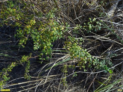 Карагана кустарниковая в перспективной ООПТ Бондаренковский курган с участками степи