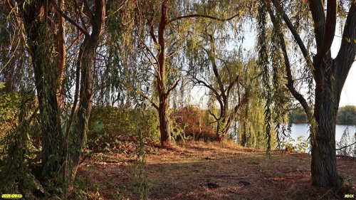 Плакучие ивы в перспективной ООПТ Бондаренков Кут