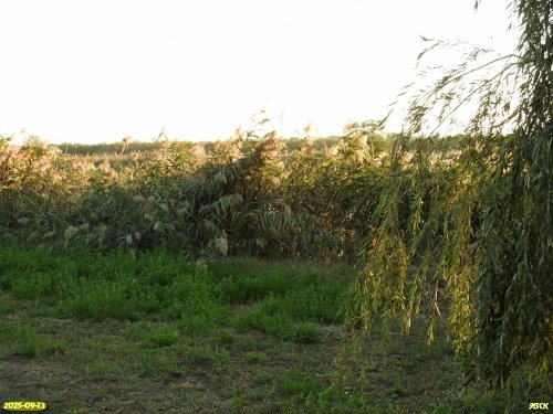 Тростниковые заросли в перспективной ООПТ Бондаренков Кут