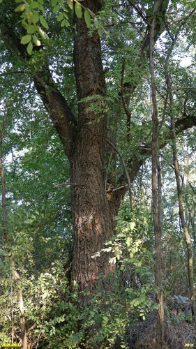 Перспективная ООПТ Калининский колок