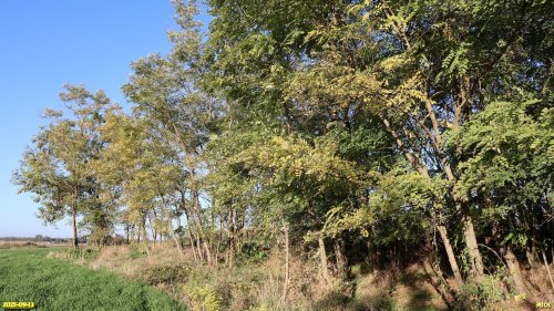 Перспективная ООПТ Калининский колок