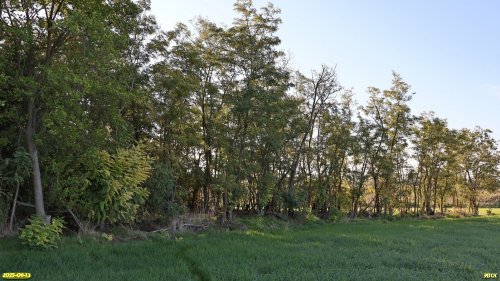 Перспективная ООПТ Калининский колок