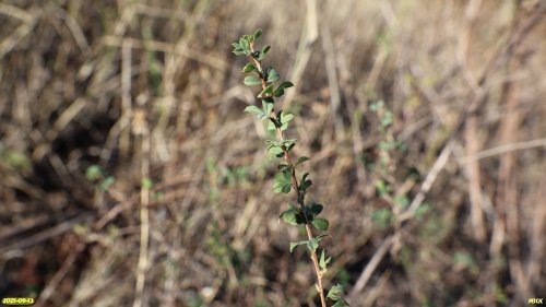 Карагана кустарниковая в перспективной ООПТ Бондаренкова степь 