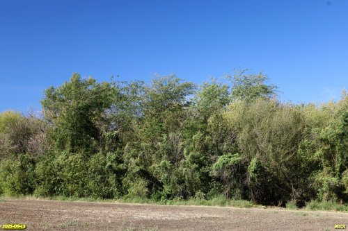 Перспективная ООПТ Большечелбасская роща