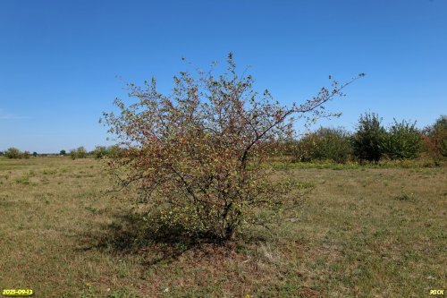 Куст шиповника в перспективной ООПТ Герковские лесокустарниковые луга