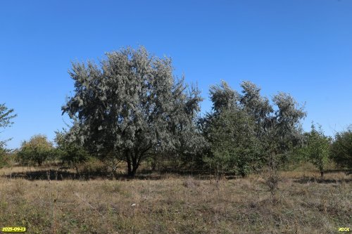 Лох узколистный в перспективной ООПТ Герковские лесокустарниковые луга