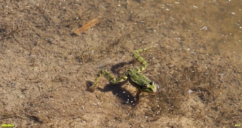 Зелёная лягушка в перспективной ООПТ Герковское озеро