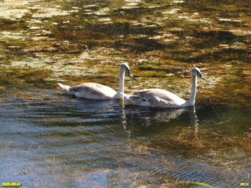 Лебеди-шипуны в перспективной ООПТ Герковское озеро