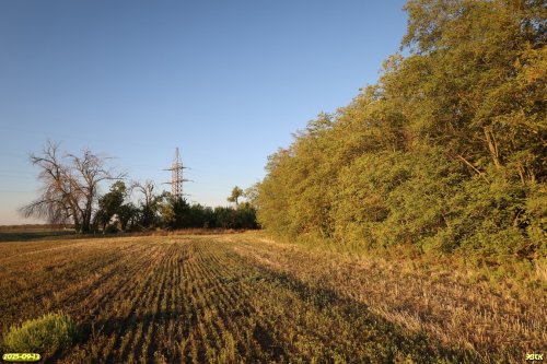 Перспективная ООПТ Дружбенский лесопарк