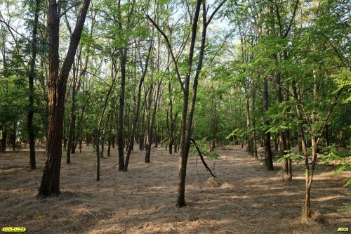 Перспективная ООПТ Дружбенский лесопарк