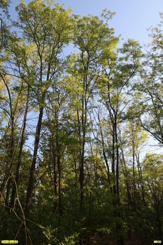 Перспективная ООПТ Южно-Каневская роща