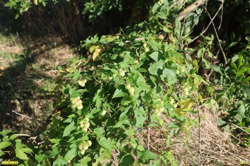 Хмель обыкновенный в перспективной ООПТ Сухочелбасская роща