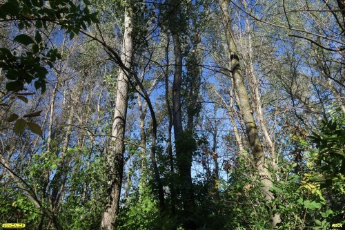 Перспективная ООПТ Сухочелбасская роща