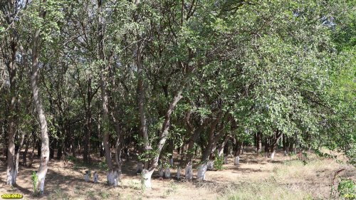 Перспективная ООПТ Усть-Сухочелбасская роща