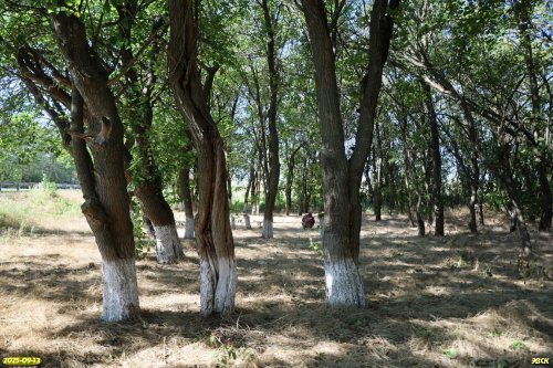 Перспективная ООПТ Усть-Сухочелбасская роща