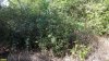 Куст шиповника в перспективной ООПТ Большая Загреблевская роща