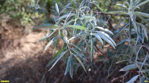 Плодоносящий лох узколистный в перспективной ООПТ Большая Загреблевская роща