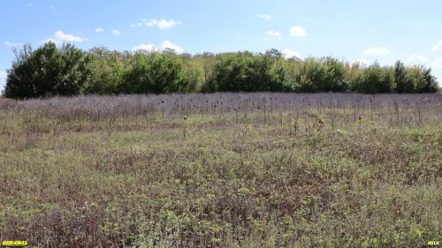 Перспективная ООПТ Большая Загреблевская роща