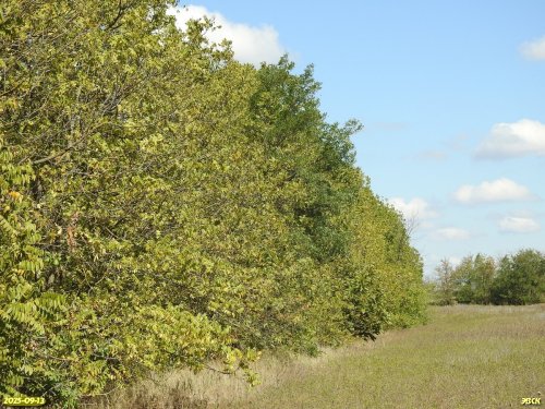 Перспективная ООПТ Малая Загреблевская роща