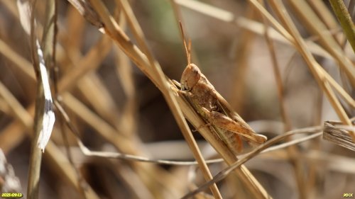 Конёк усатый в перспективной ООПТ Восточно-Каневская роща