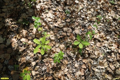 Поросль дуба черешчатого в перспективной ООПТ Восточно-Каневская роща