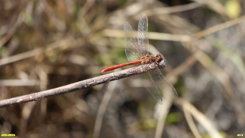 Стрекоза симпетрум южный в перспективной ООПТ Чумаков курган