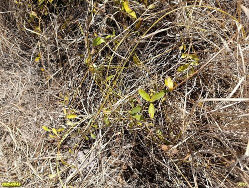 Миндаль степной в перспективной ООПТ Чумаков курган