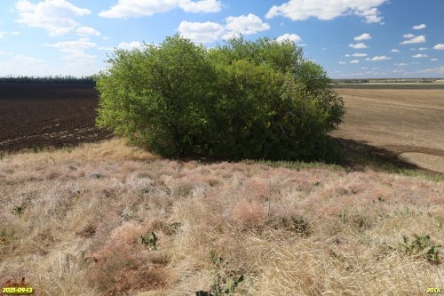 Перспективная ООПТ Бурсакский курган 